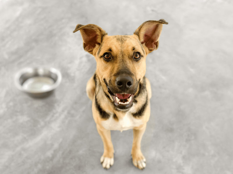 keep your pets cool on the beach