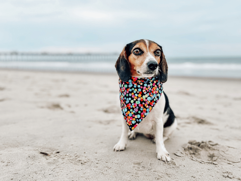 2022 Crystal Coast Photo Contest Winners