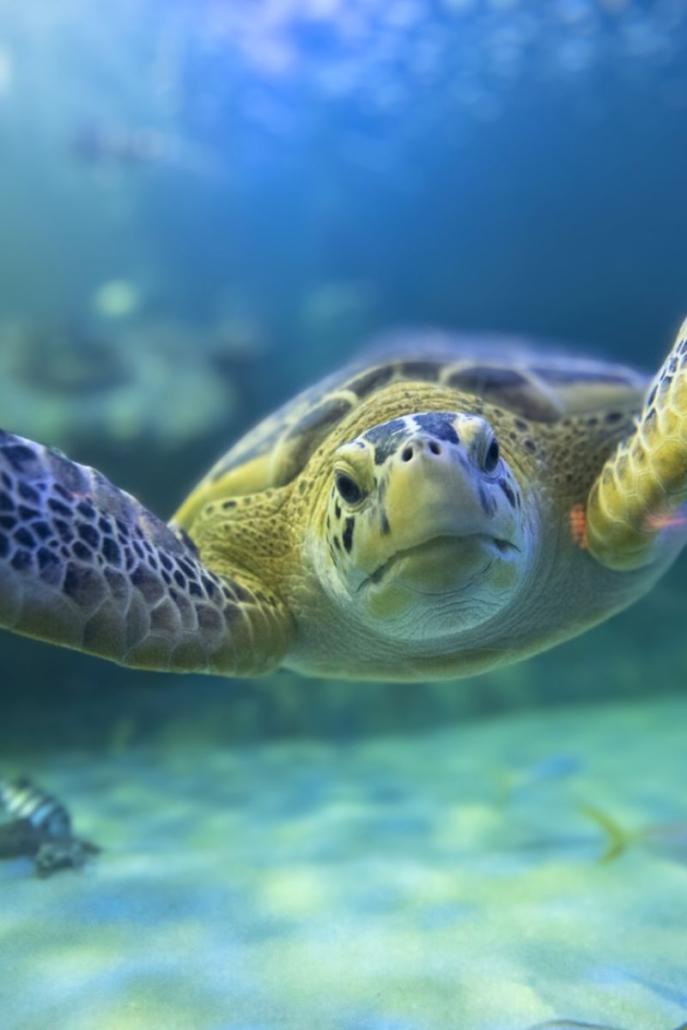 World Turtle Day Sea Turtles of North Carolina 