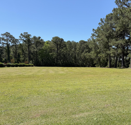 Ground view of an open lot bordered by trees