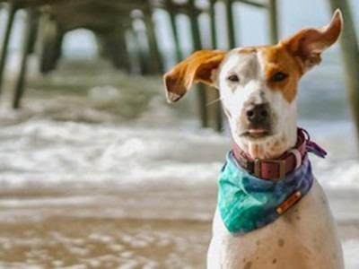 Emerald Isle & Atlantic Beach NC Pet Friendly Rentals